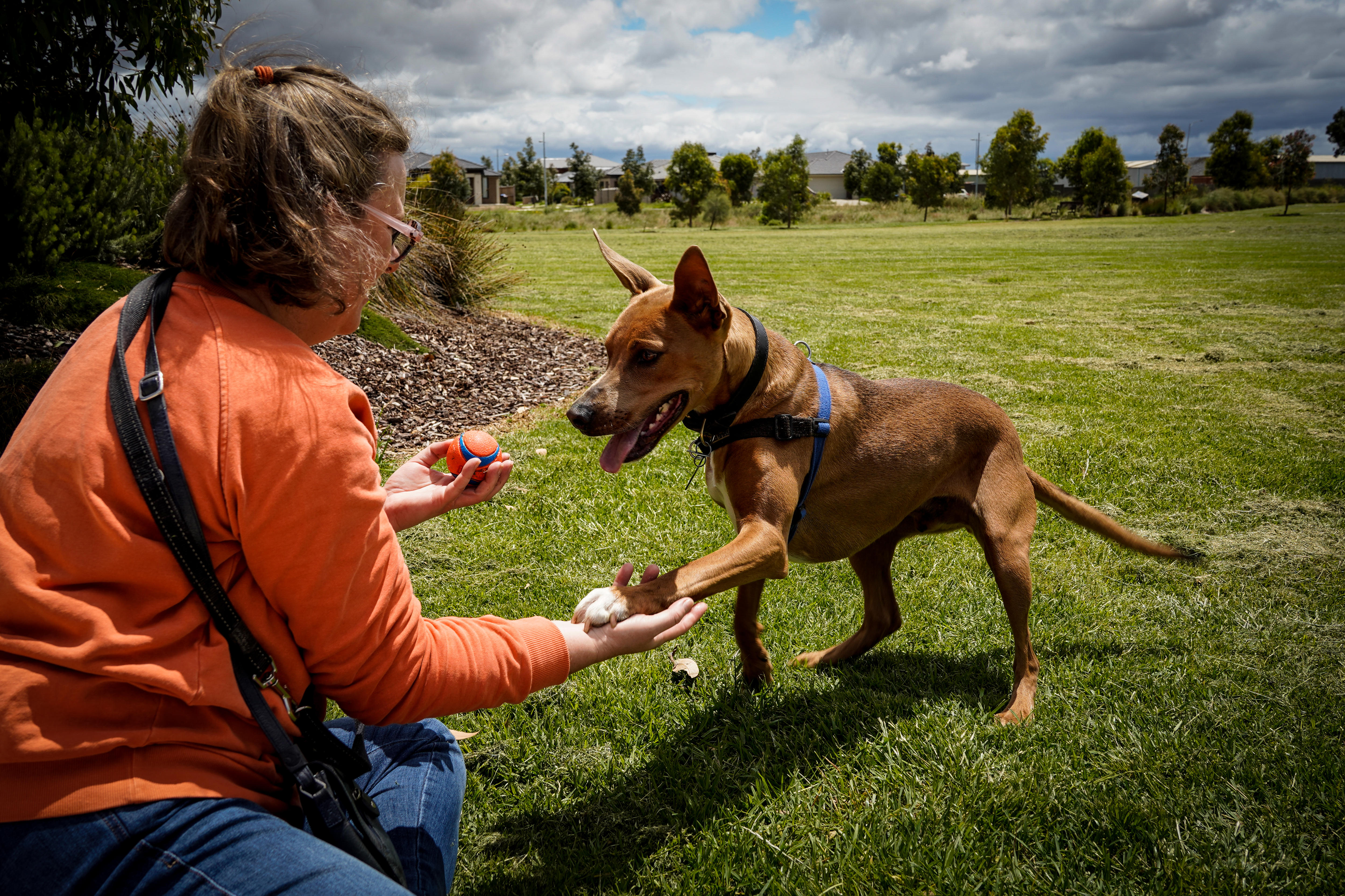 A dog gives his paw to a woman to shake as they play in the park