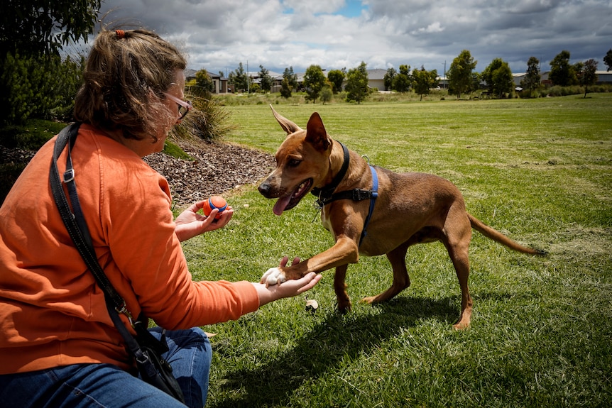 A dog gives his paw to a woman to shake as they play in the park