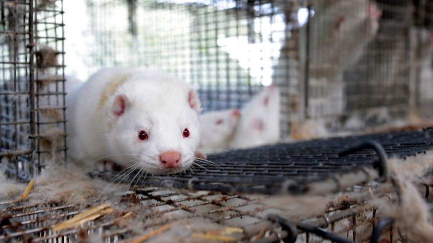 A white mink with red eyes is in a cage.