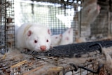 A white mink with red eyes is in a cage.