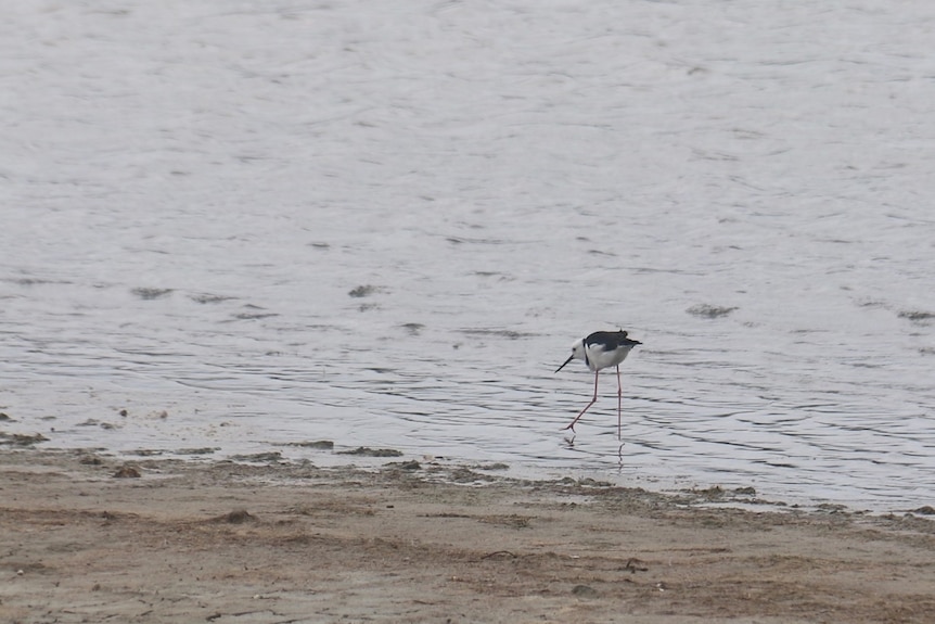 A black winged stilt in shallow water.