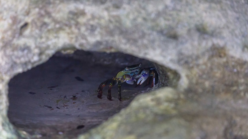 a small colourful crab with big pincers peaks out from behind a rock