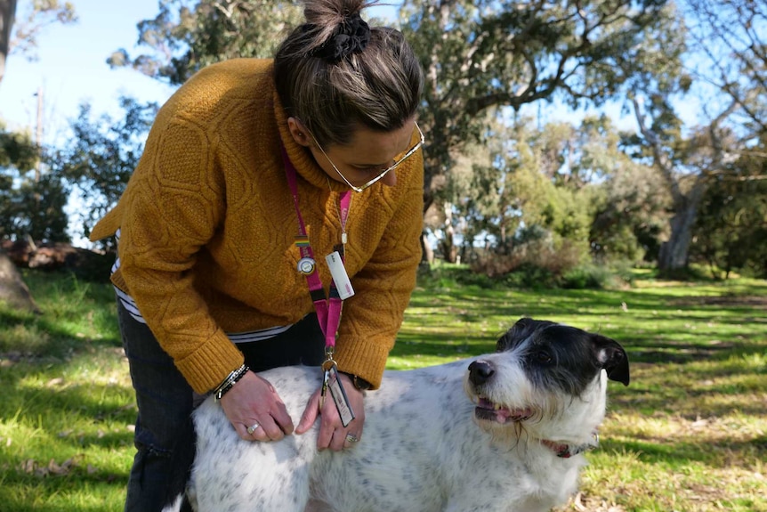 A woman leans over to pat a dog. 