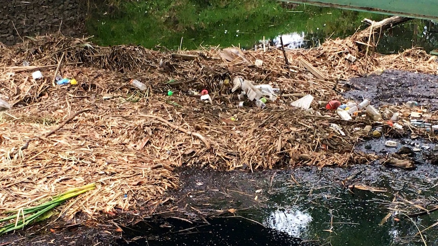 Rubbish, dead reeds, filth and debris, floating in a river.