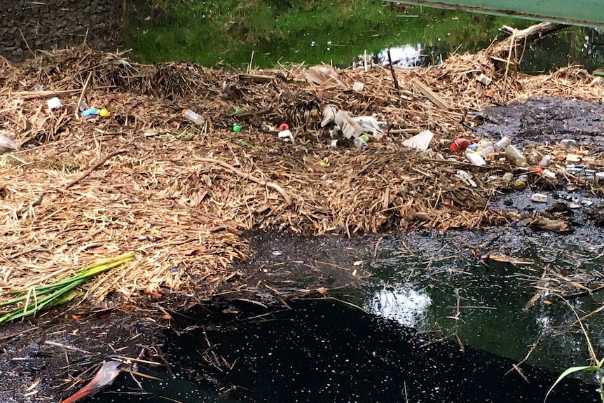 Rubbish, dead reeds, filth and debris, floating in a river.