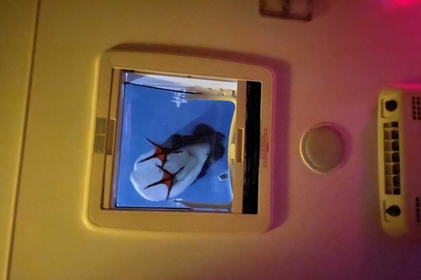 webbed feet can be seen sitting on the sunroof of the caravan. photo taken from underneath