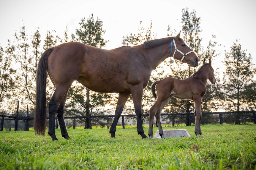 A horse and foal stand in sunshine.