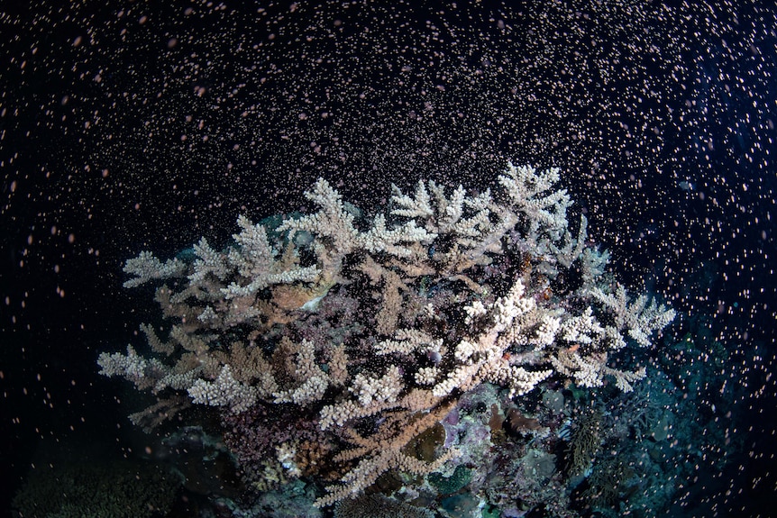 Coral with thousands of eggs surrounding it