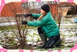 A woman in winter clothing crouches in the garden tending defoliated trees in a snowy garden.