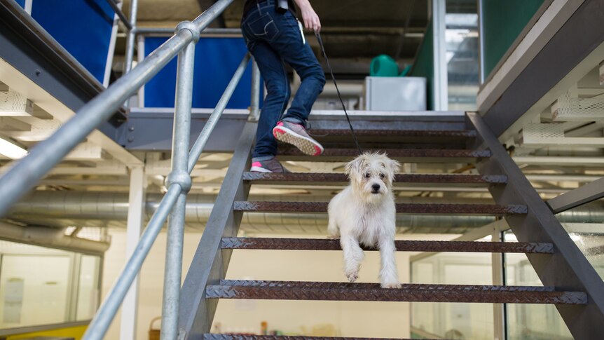 A small fluffy white dog pauses to look backward as it's led up a flight of stairs.