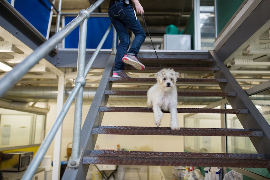 A small fluffy white dog pauses to look backward as it's led up a flight of stairs.