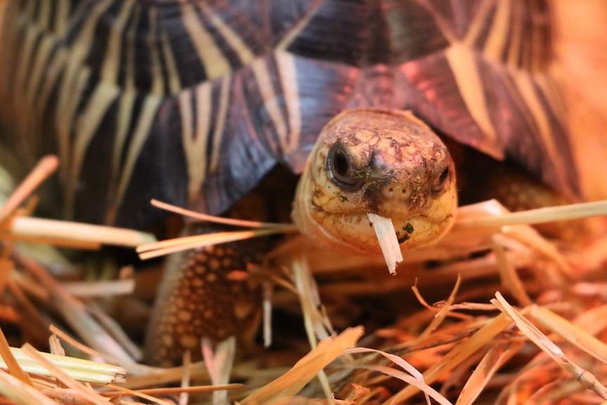 A tortoise up close eating a piece of straw