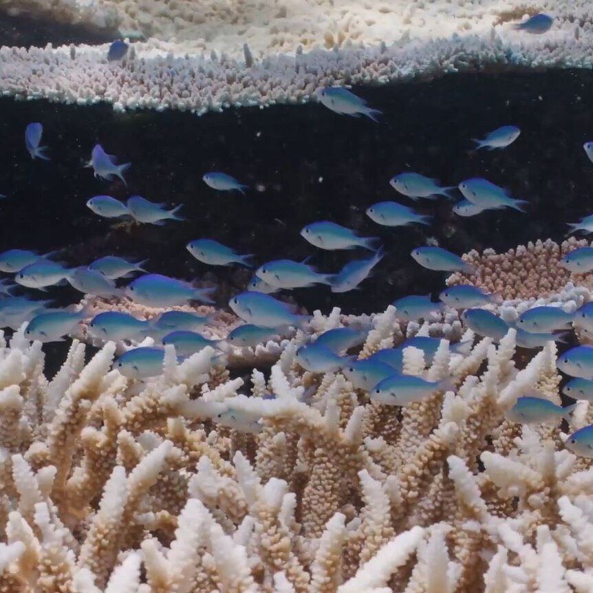 Underwater footage shows a school of bright blue fish swimming over a white patch of coral. 
