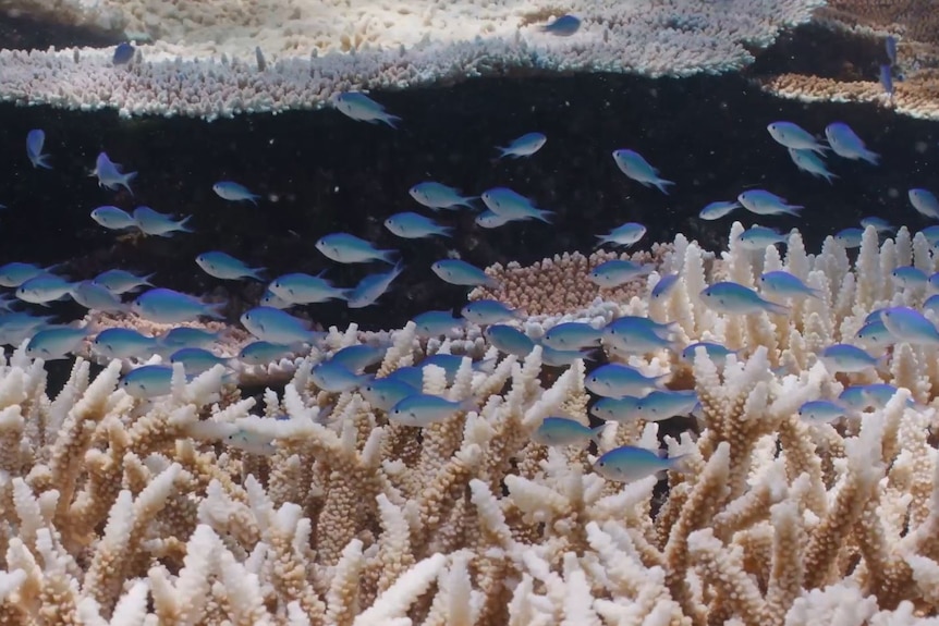 A school of fish swim over a patch of coral.