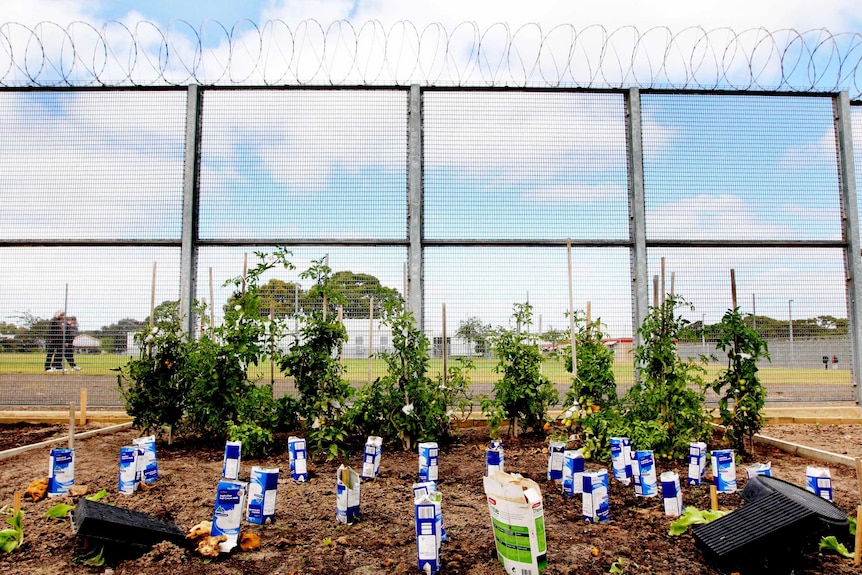 Mount Gambier Prison vegetable patch
