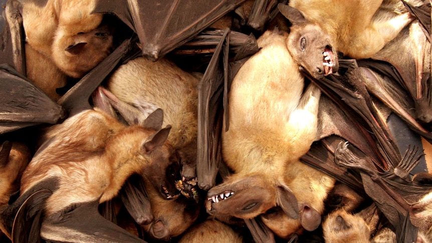 African fruit bats