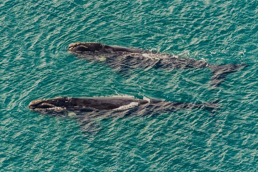 Two migrating whales in the ocean.