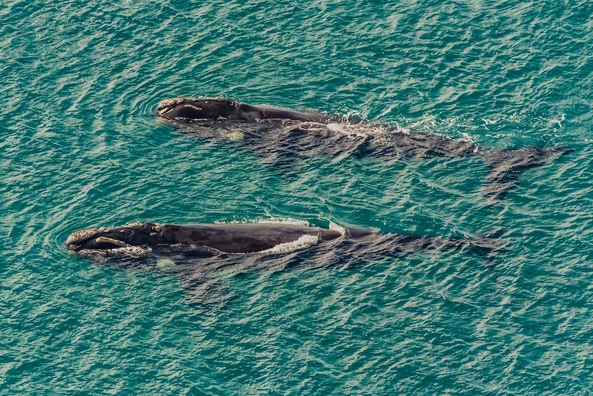 Two migrating whales in the ocean.