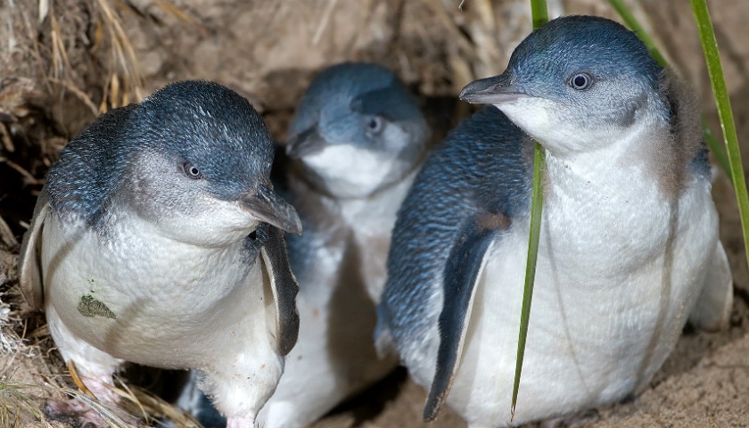 Three little penguins bunched together on sand