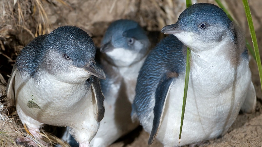 Three little penguins bunched together on sand.