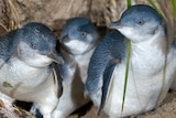 Three little penguins bunched together on sand