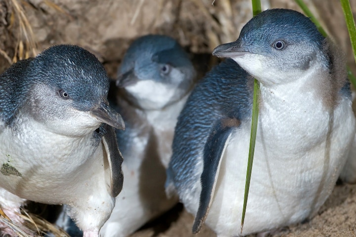 Three little penguins bunched together on sand