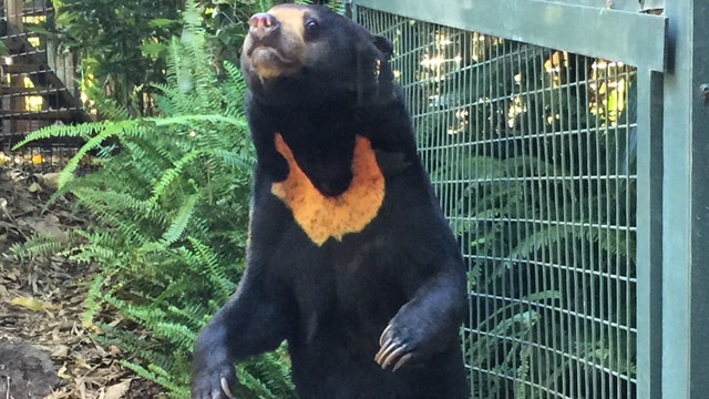 A sun bear at Perth Zoo.