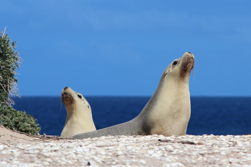 Two sea lions on a rock.