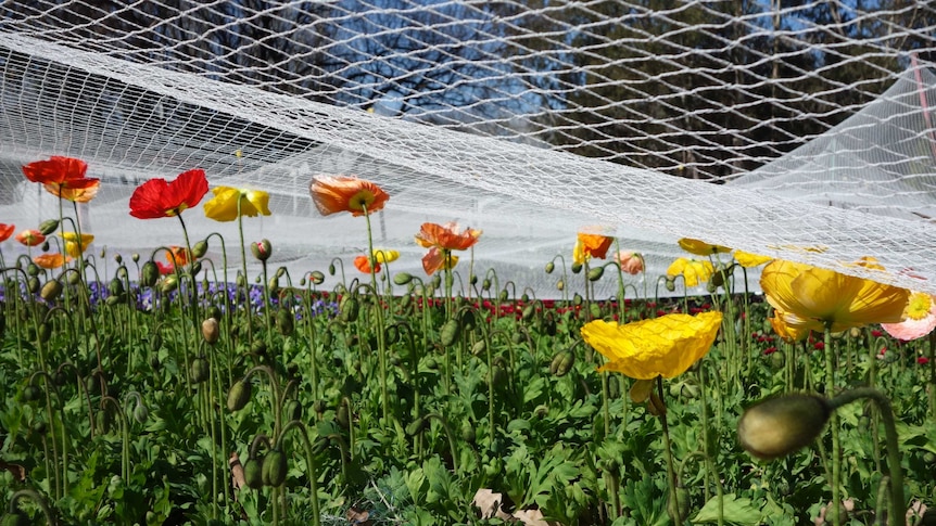 Bird nets cover the flowers at Floriade 2013.
