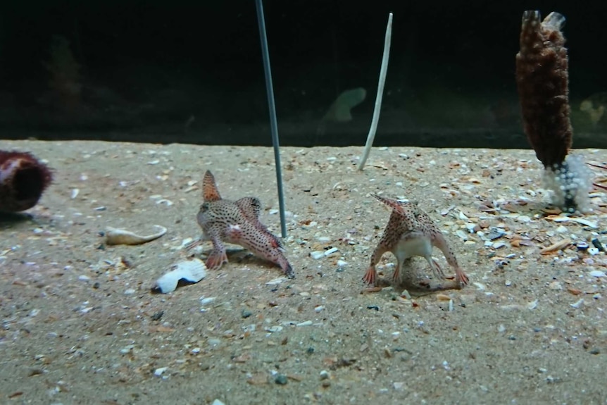 Two spotted handfish in an aquarium