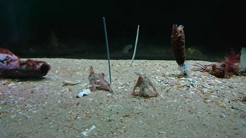 Two spotted handfish in an aquarium