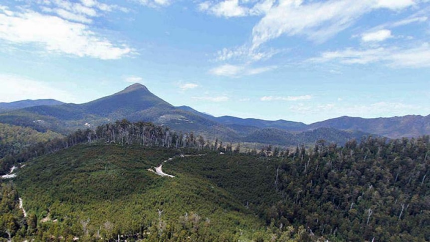 Tasmania's World Heritage Area contains many speciality timbers.