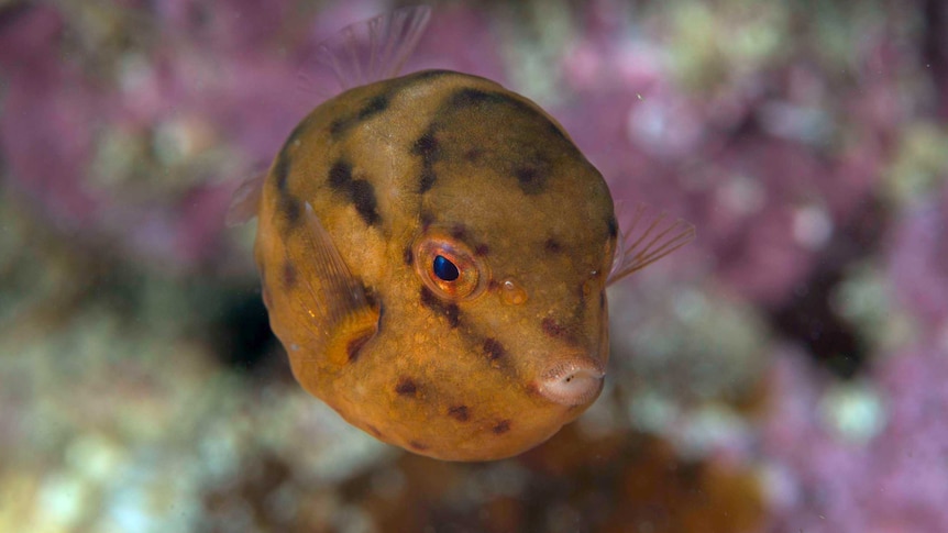 A juvenile boxfish at Port Campbell