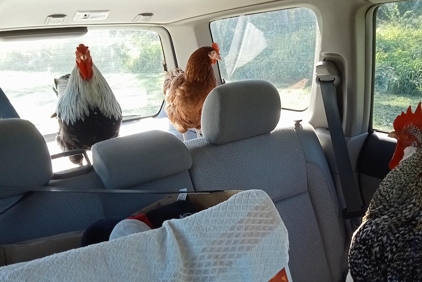 Roosters in a car