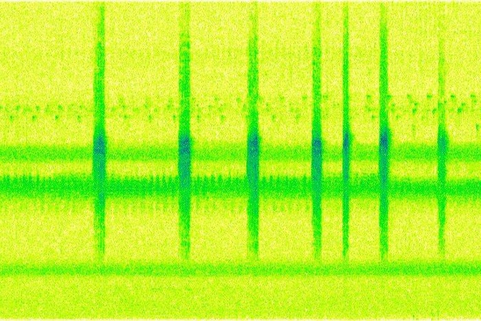 A spectrogram of a Boobook call