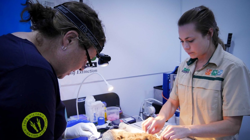 A vet and nurse operate on a koala