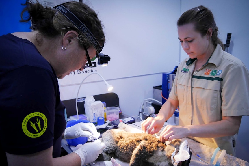 A vet and nurse operate on a koala