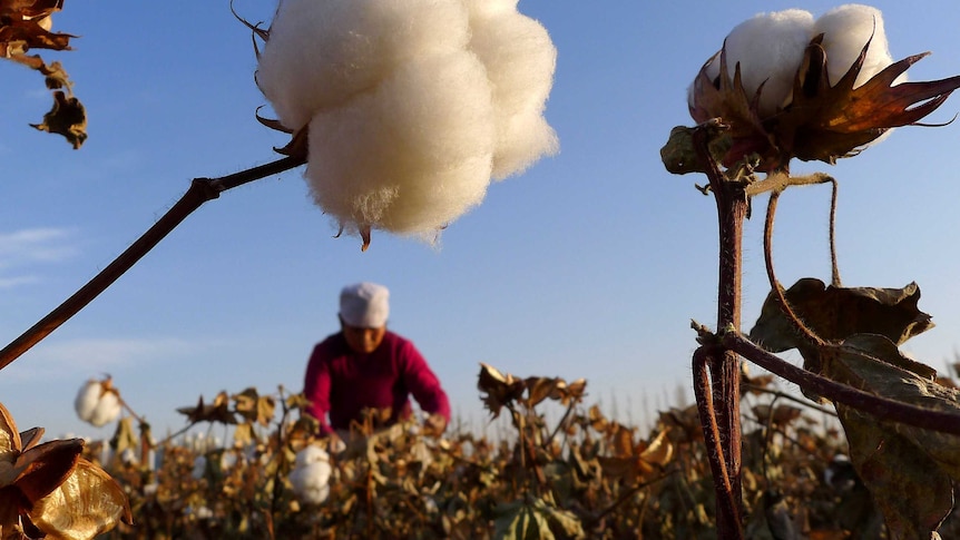 A farmer picks cotton from a field in Hami, Xinjiang Uyghur autonomous region.