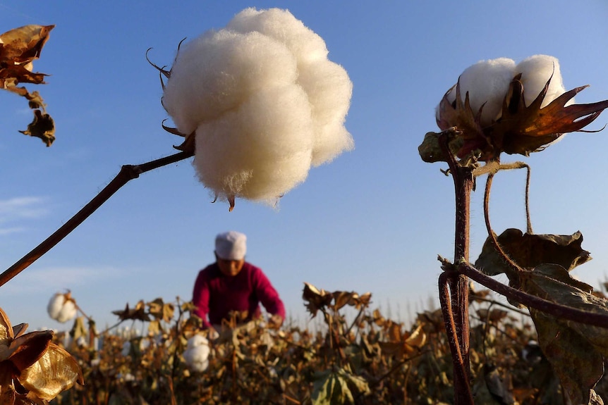 A farmer picks cotton from a field in Hami, Xinjiang Uyghur autonomous region.