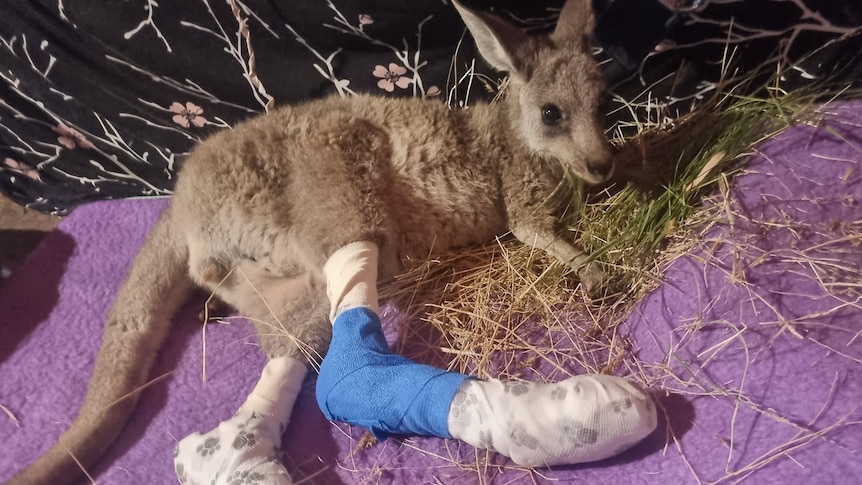 a small animal with injured paws