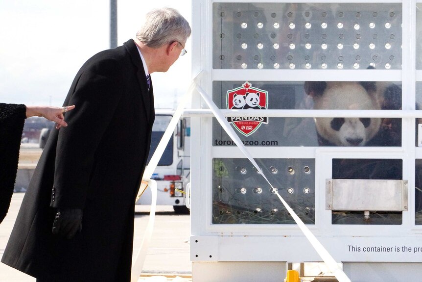 A white-haired man with glasses turns his back to look at a panda bear in a white container.