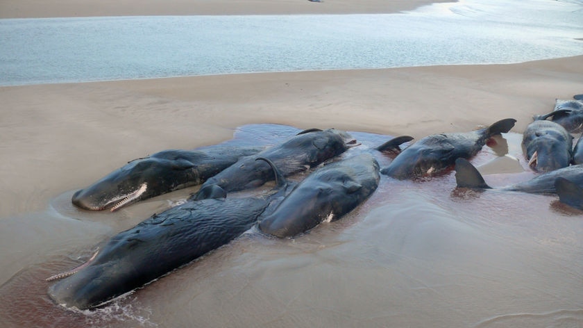 Authorities are planning to use boats and netting to bring the living whales out at high tide.