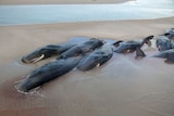 The whales were found last night.