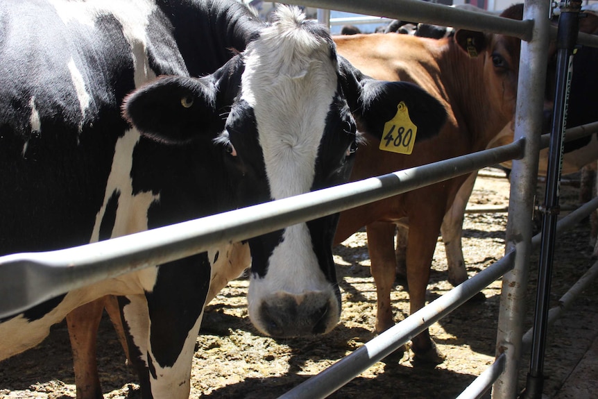 A cow with a numbered tag on its ear, looks through the metal rungs of a fence.