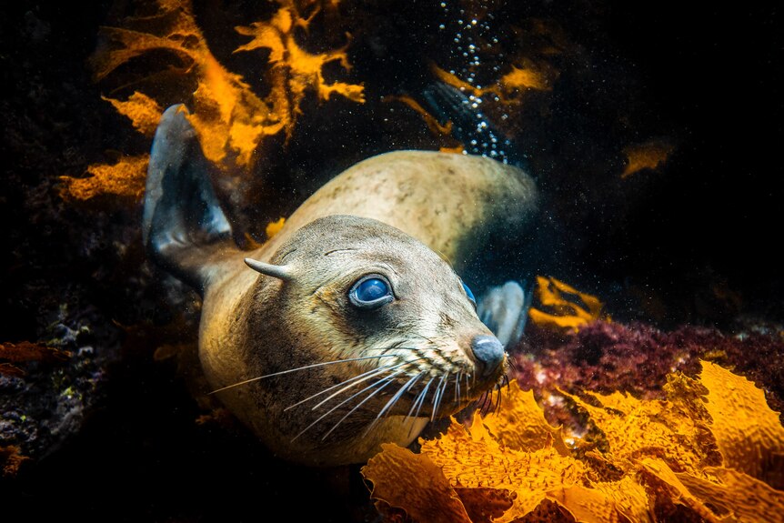 An underwater photo of a seal looking at the camera.