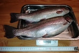 Two freshly killed rainbow trout rest on a kitchen scale.