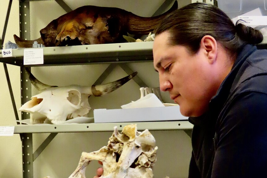 A man examines a horse skull in front of a shelf filled with the skulls of several other domestic animals 