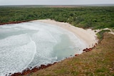 An aerial shot of Little Bondi Beach, with white sand surrounded by expansive scrub.