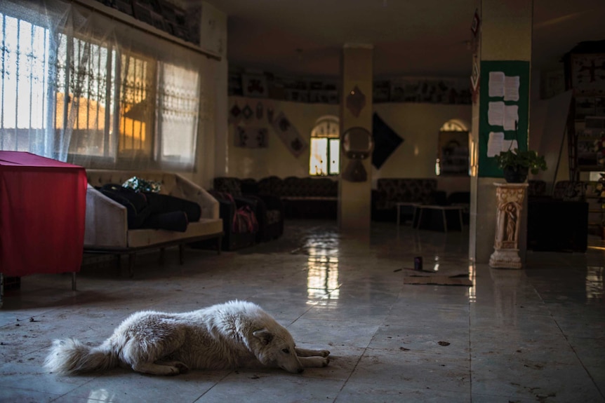 A dog lies on the ground inside a large room