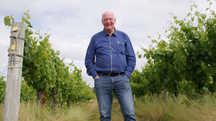 A smiling older man in a blue shirt in a vineyard